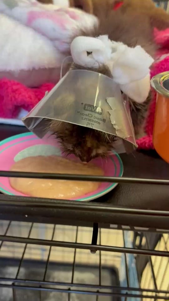Post 4 by Edgar & Ivy’s Cat Sanctuary on TikTok (video)
