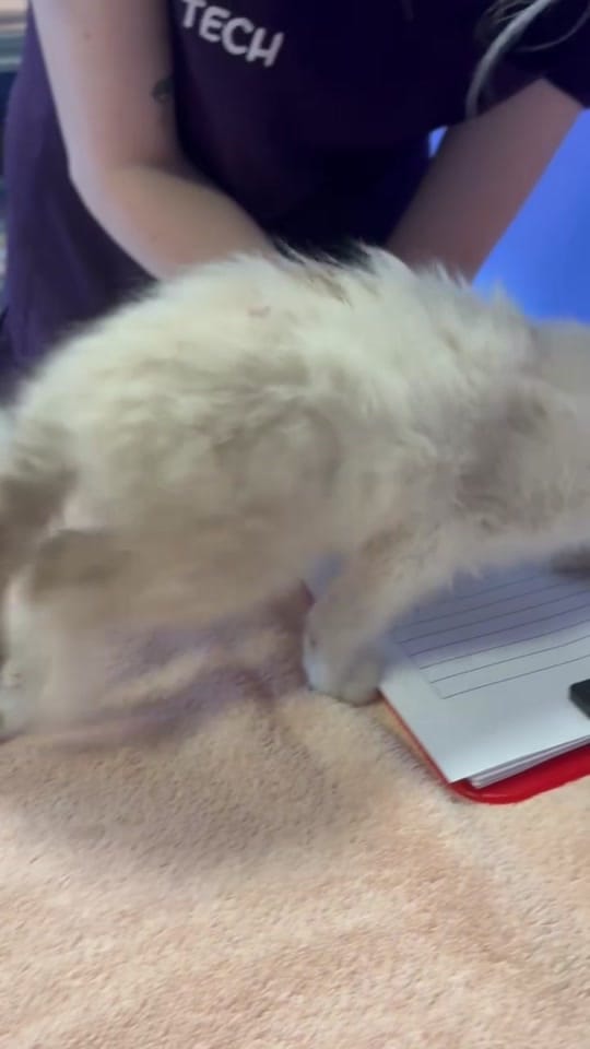Post 6 by Edgar & Ivy’s Cat Sanctuary on TikTok (video)