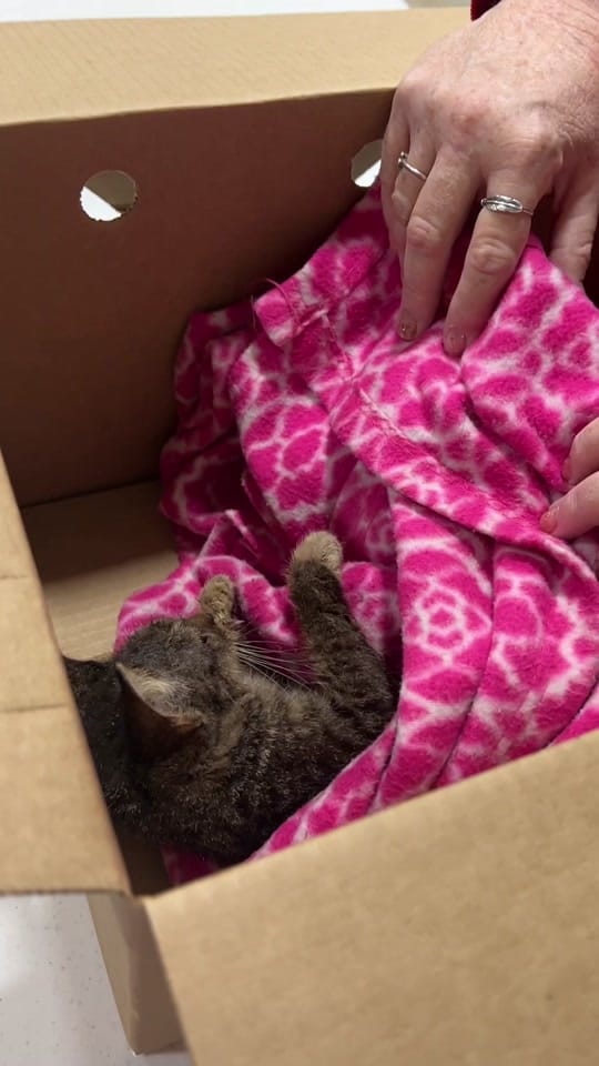 Post 10 by Edgar & Ivy’s Cat Sanctuary on TikTok (video)