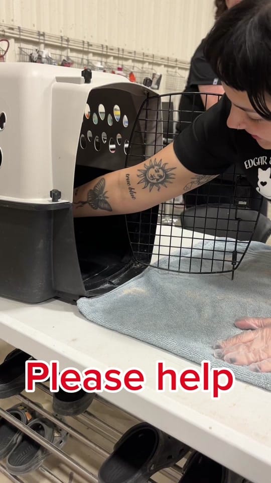 Post 9 by Edgar & Ivy’s Cat Sanctuary on TikTok (video)