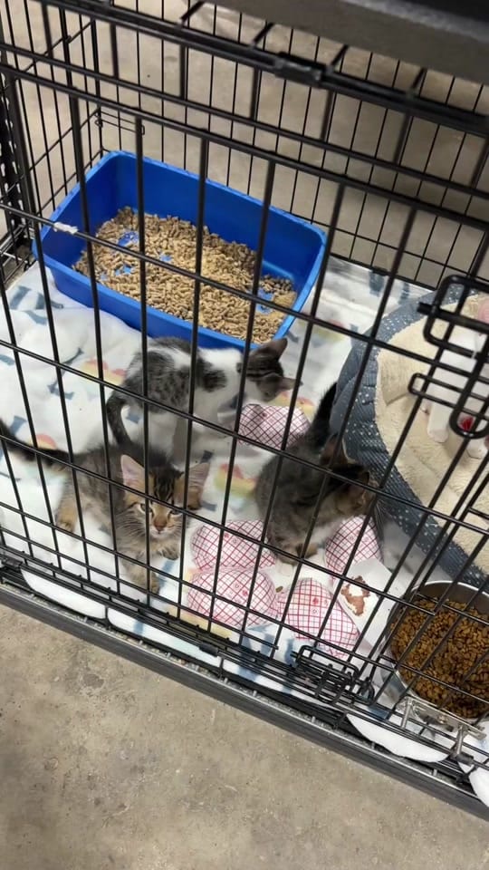 Post 1 by Edgar & Ivy’s Cat Sanctuary on TikTok (video)