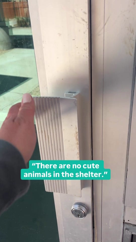 Post 7 by TheAnimalFoundation on TikTok (video)