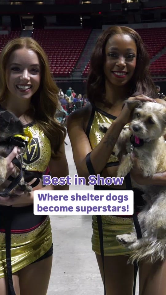 Post 5 by TheAnimalFoundation on TikTok (video)
