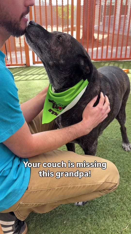 Post 3 by TheAnimalFoundation on TikTok (video)