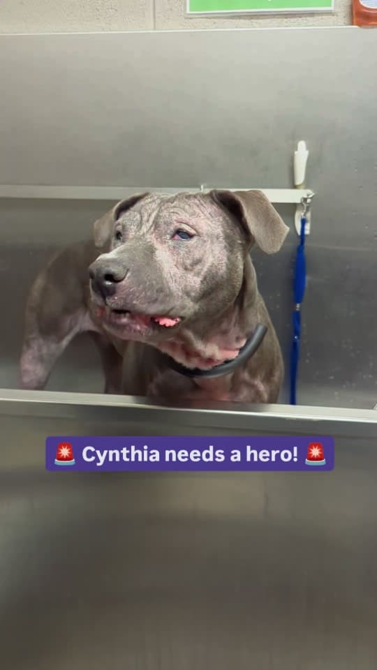 Post 4 by TheAnimalFoundation on TikTok (video)