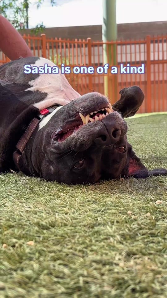 Post 10 by TheAnimalFoundation on TikTok (video)