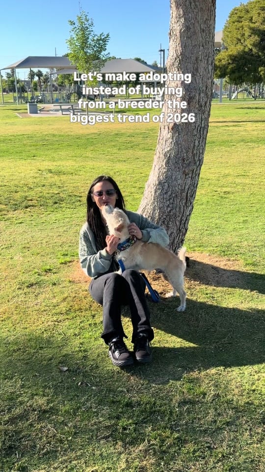 Post 6 by TheAnimalFoundation on TikTok (video)