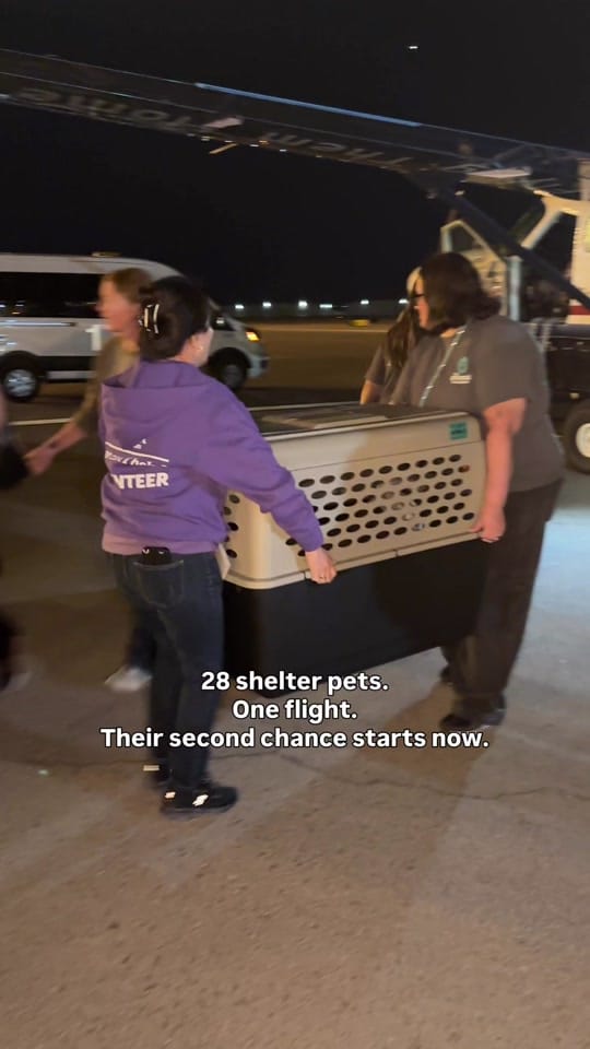 Post 9 by TheAnimalFoundation on TikTok (video)
