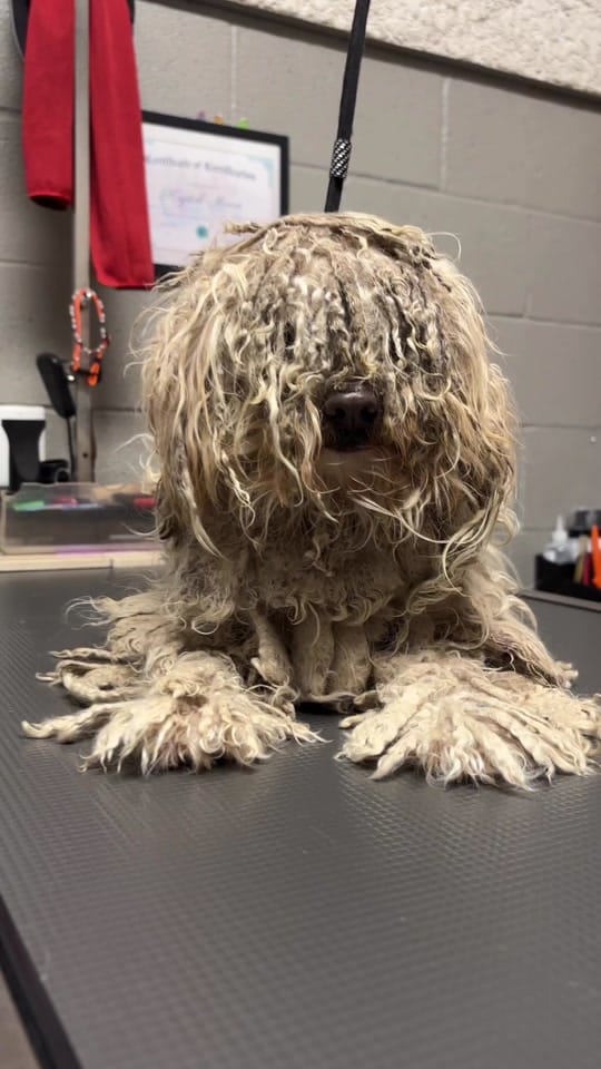 Post 8 by TheAnimalFoundation on TikTok (video)