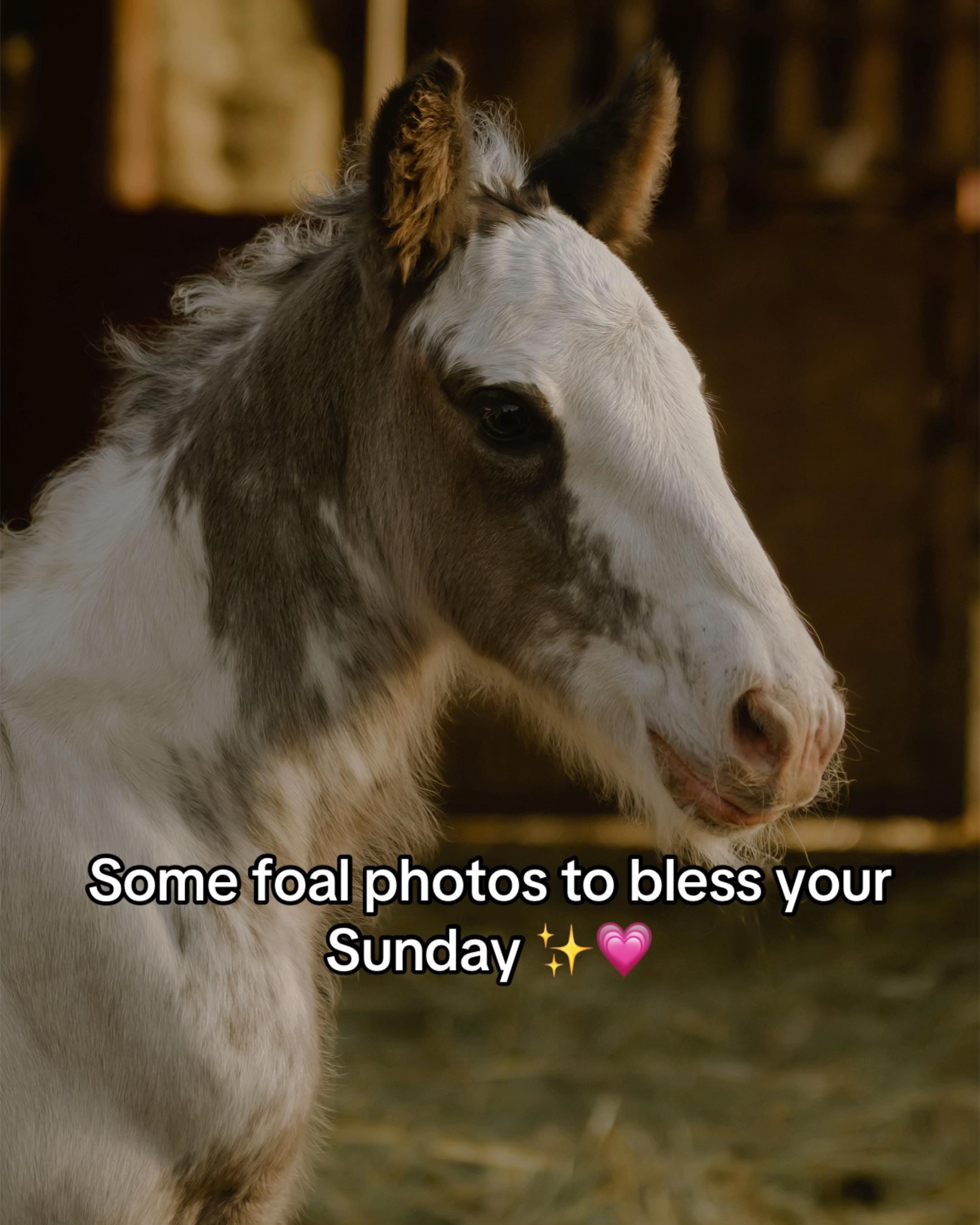 Post 7 by Kaitlin | photographer on TikTok (video)