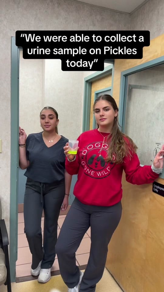Post 7 by Town & Country Animal Hospital on TikTok (video)