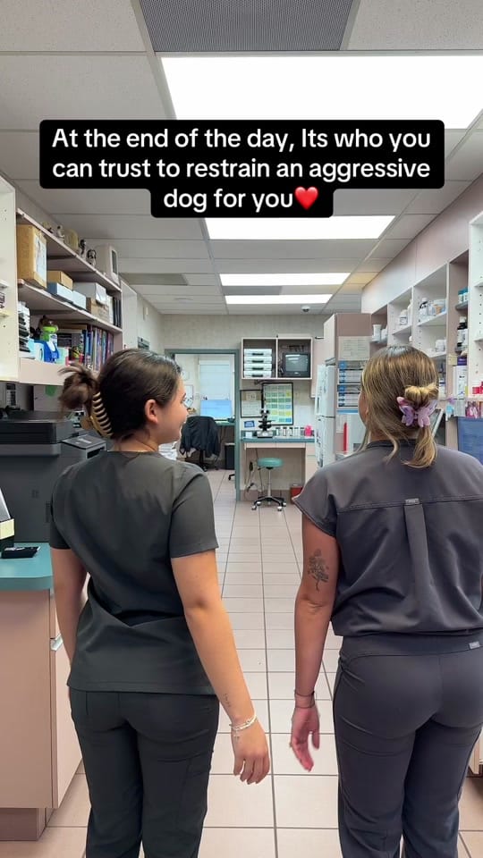Post 2 by Town & Country Animal Hospital on TikTok (video)