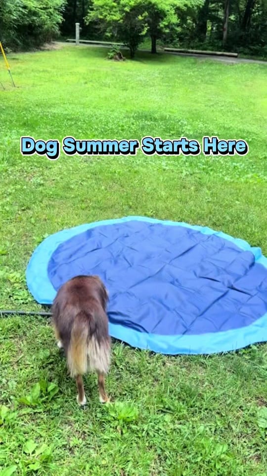 Post 3 by Happy Acres | 🐴🐶🐱 on TikTok (video)