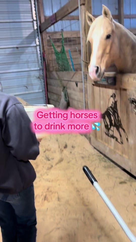 Post 10 by Happy Acres | 🐴🐶🐱 on TikTok (video)