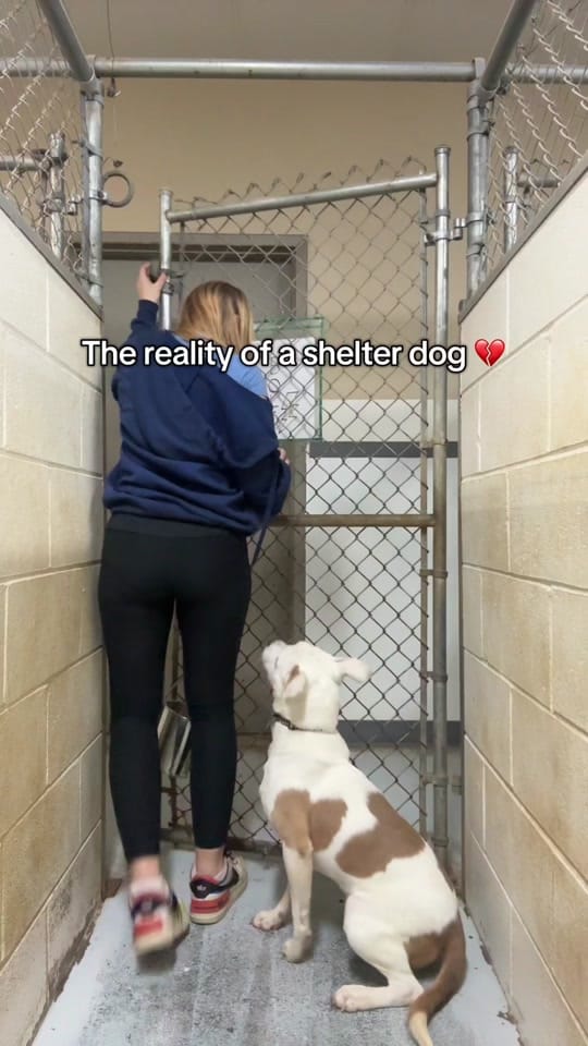 Post 9 by REAShelter on TikTok (video)