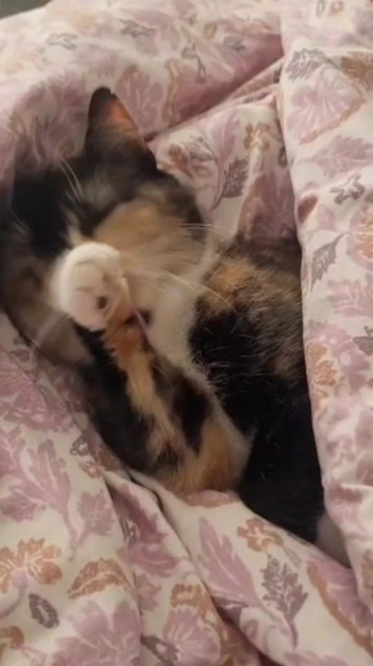 Post 4 by hollyashtree on TikTok (video)
