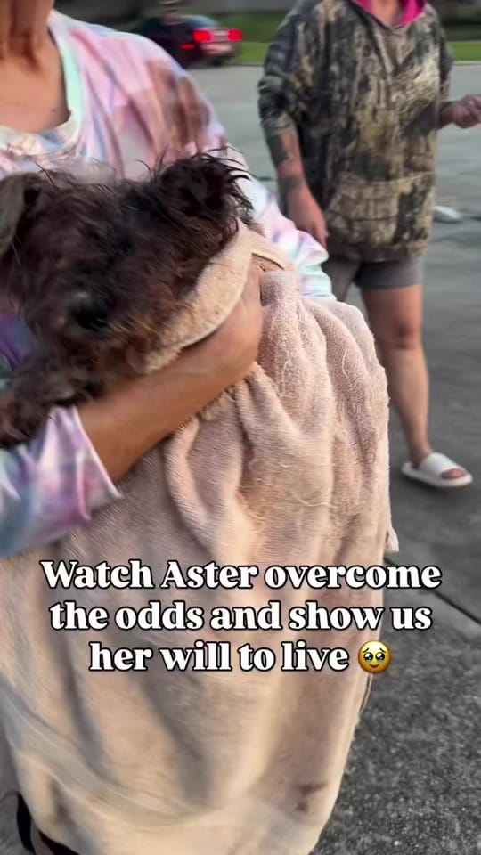 Post 10 by Alyssa Muse on TikTok (video)