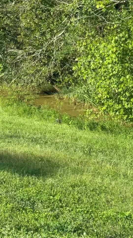 Post 8 by Alyssa Muse on TikTok (video)