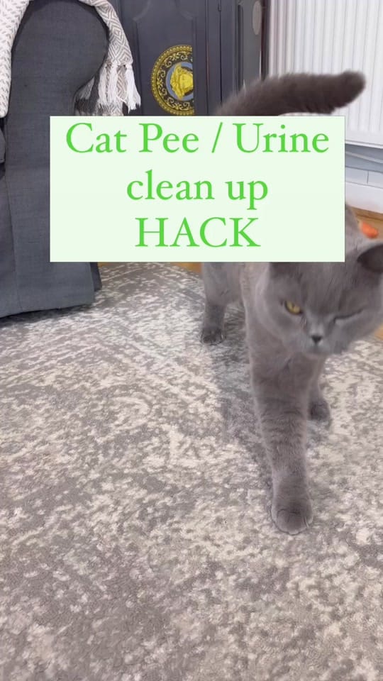 Post 8 by @sisterpledgecleans on TikTok (video)