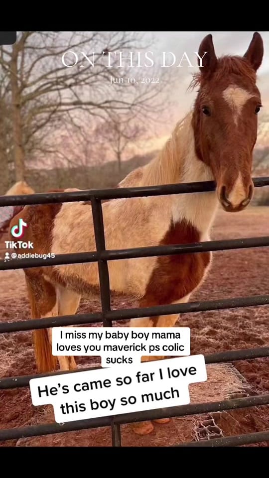 Post 7 by addie on TikTok (video)