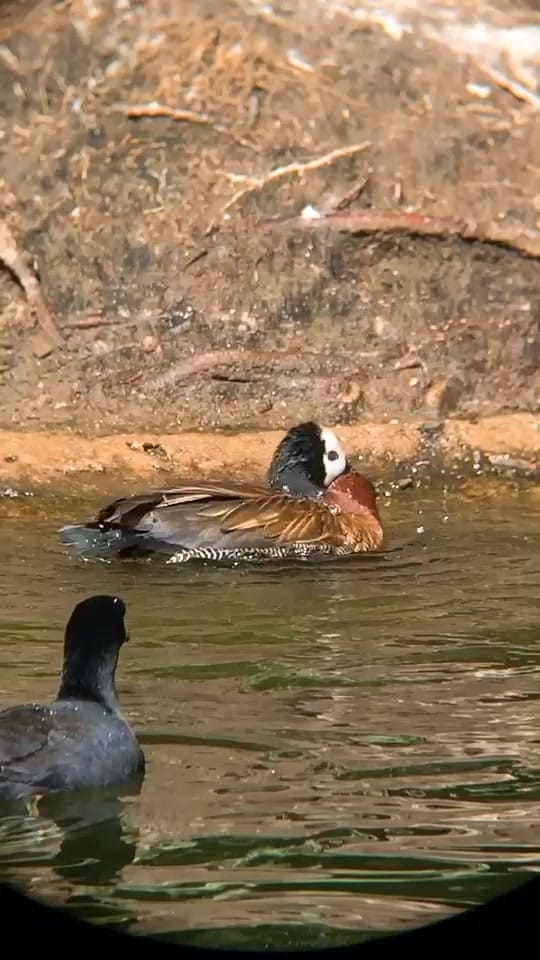 Post 9 by SoCalPetFan on TikTok (video)