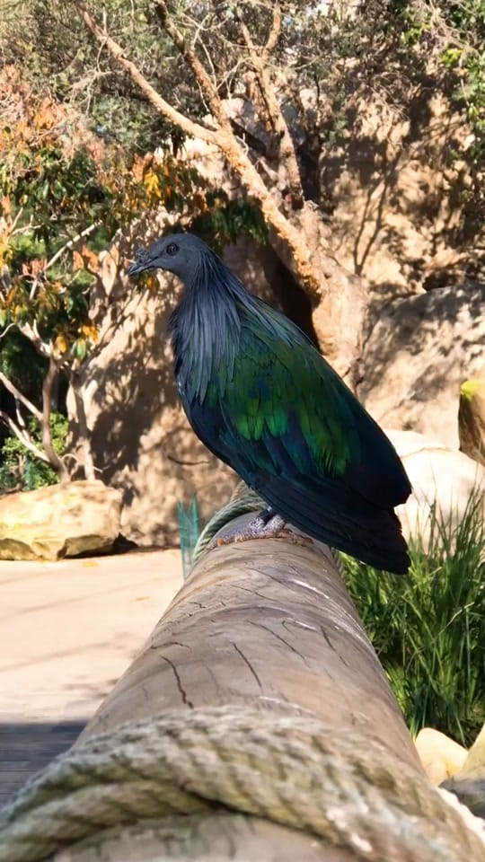 Post 1 by SoCalPetFan on TikTok (video)
