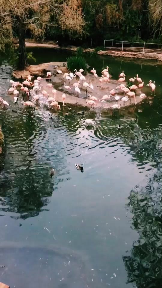 Post 8 by SoCalPetFan on TikTok (video)