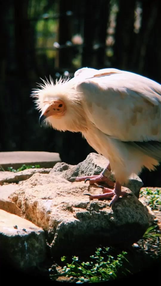 Post 7 by SoCalPetFan on TikTok (video)