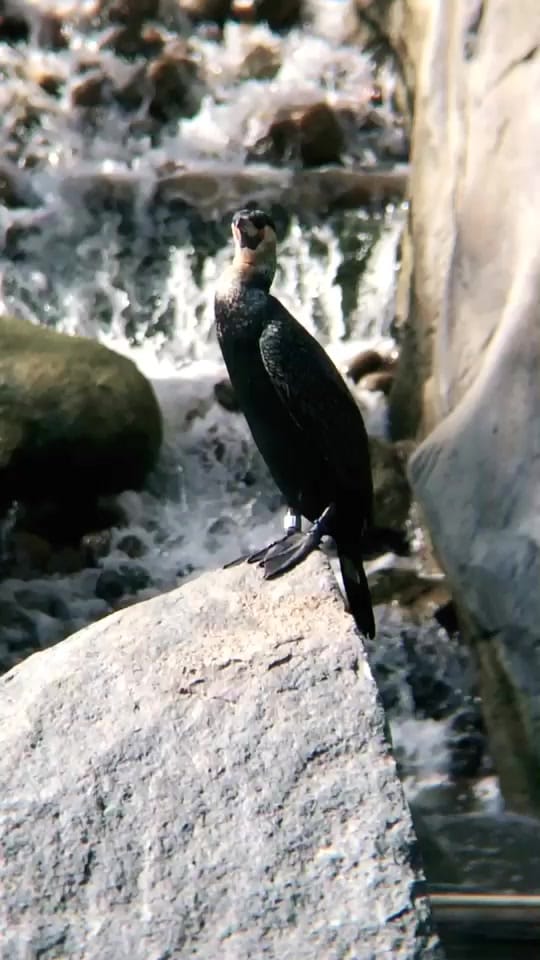 Post 10 by SoCalPetFan on TikTok (video)