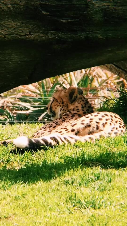 Post 6 by SoCalPetFan on TikTok (video)