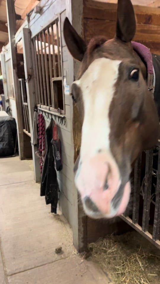 Post 9 by Treats with GeorgiaPeach! 🐴🍑 on TikTok (video)