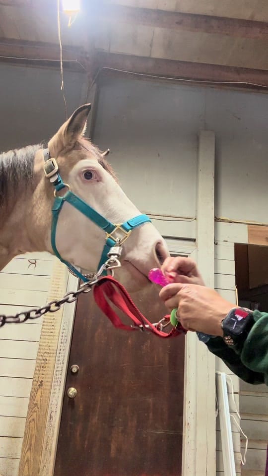 Post 8 by Treats with GeorgiaPeach! 🐴🍑 on TikTok (video)