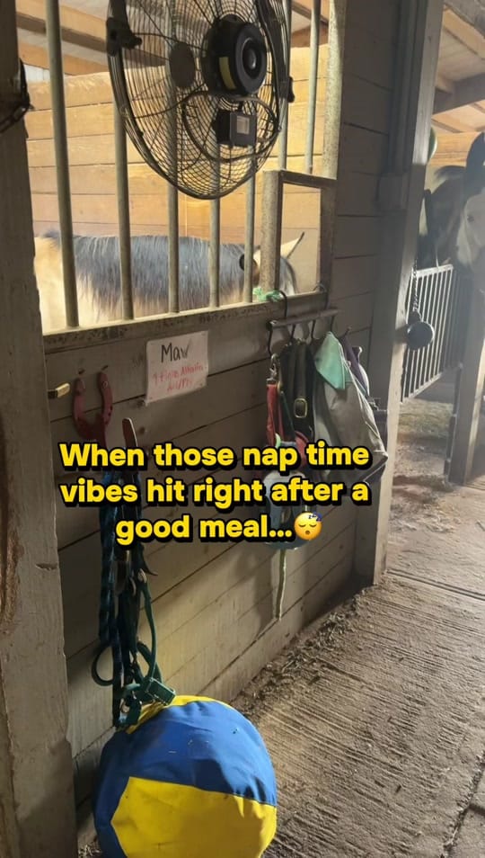 Post 5 by Treats with GeorgiaPeach! 🐴🍑 on TikTok (video)