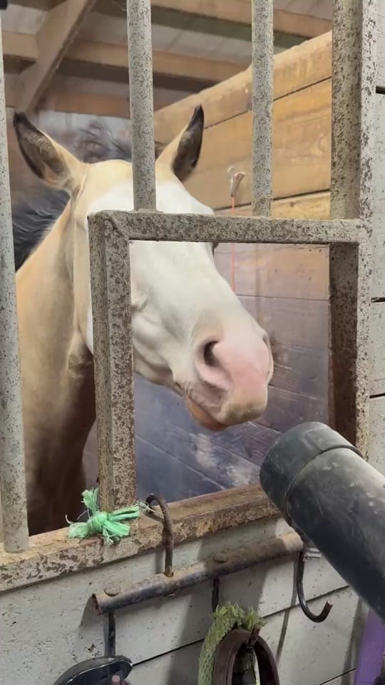 Post 2 by Treats with GeorgiaPeach! 🐴🍑 on TikTok (video)