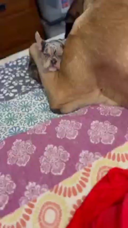 Post 10 by Rescues Rock on TikTok (video)