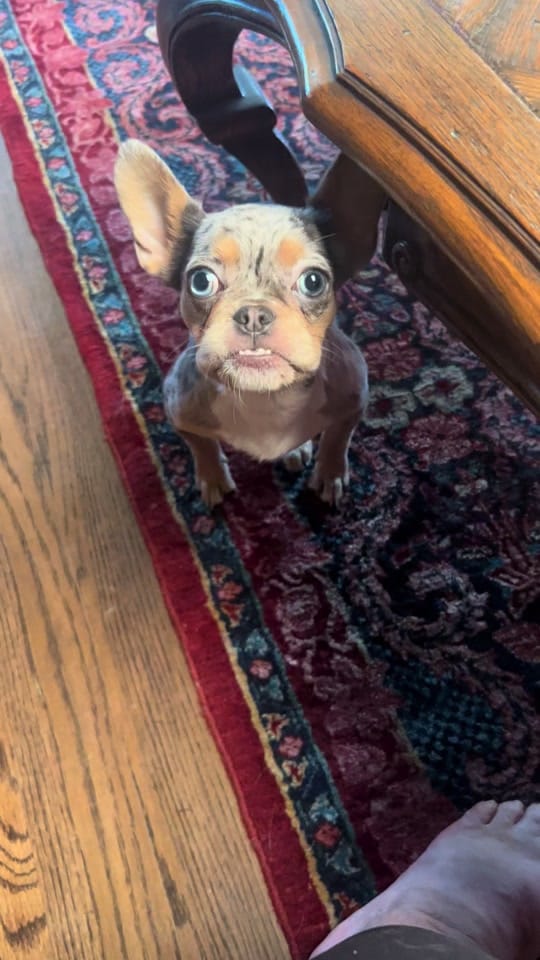 Post 7 by Rescues Rock on TikTok (video)