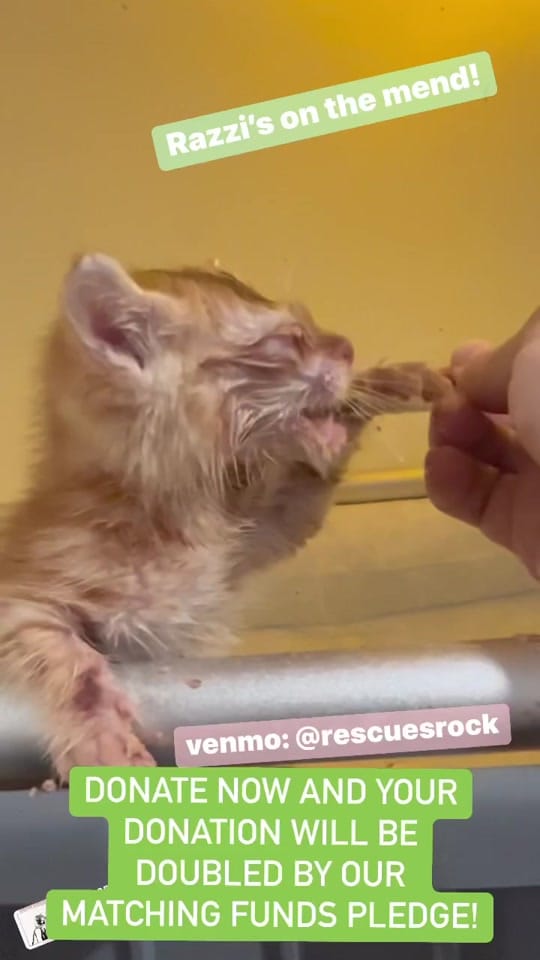 Post 8 by Rescues Rock on TikTok (video)