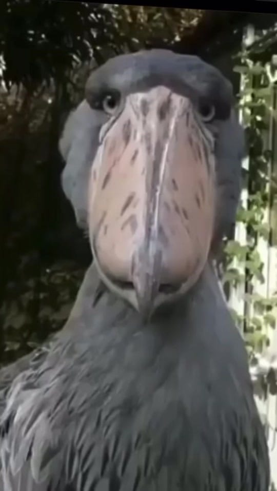Post 5 by Rescues Rock on TikTok (video)