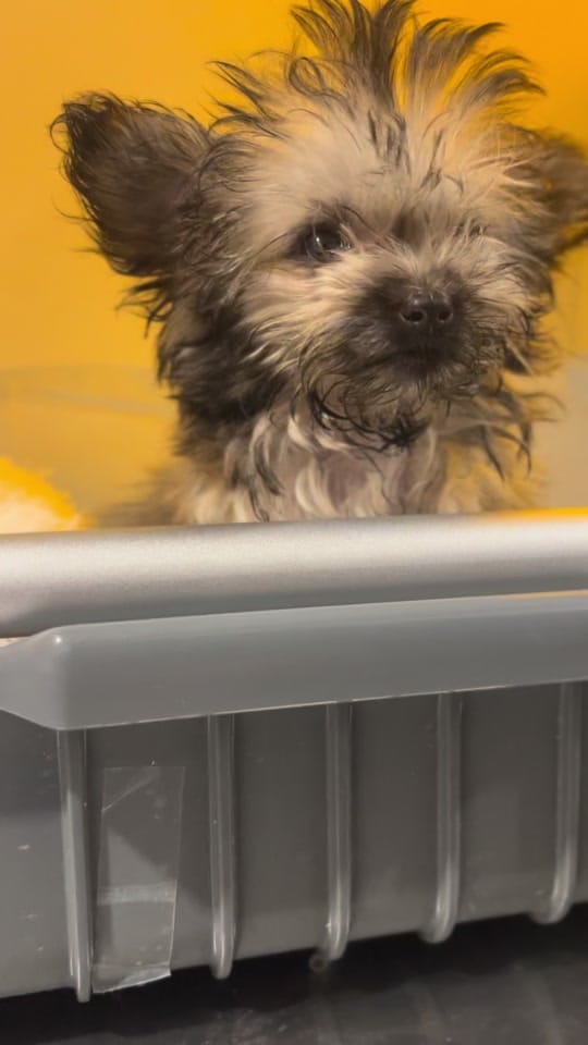 Post 3 by Rescues Rock on TikTok (video)