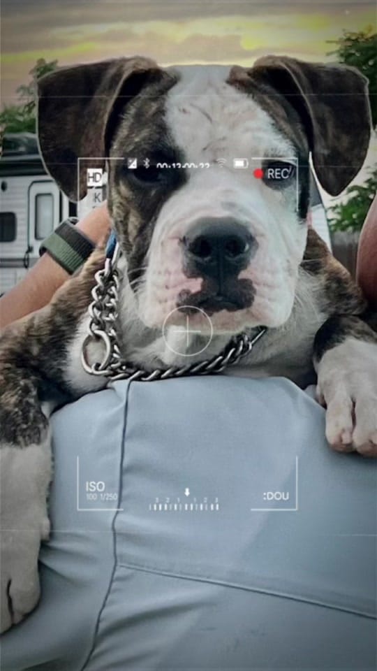 Post 6 by Rescues Rock on TikTok (video)