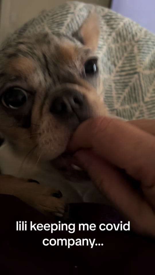 Post 2 by Rescues Rock on TikTok (video)