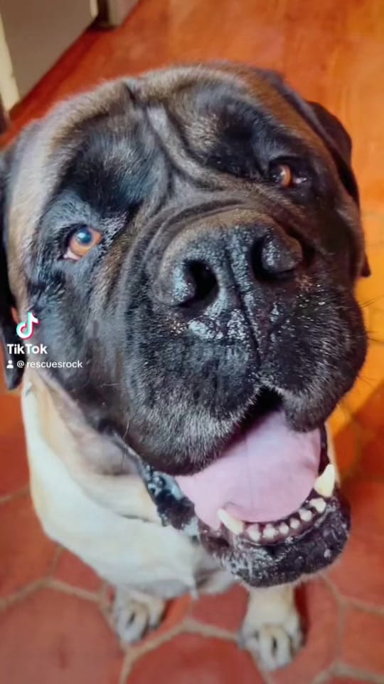 Post 1 by Rescues Rock on TikTok (video)