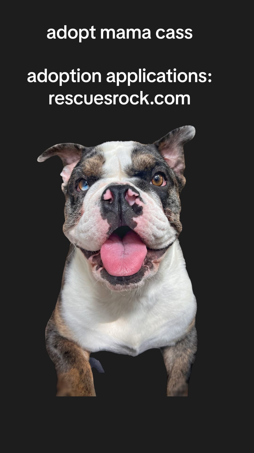 Post 9 by Rescues Rock on TikTok (video)