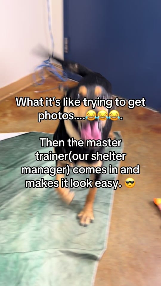 Post 4 by Walton County Animal Services on TikTok (video)