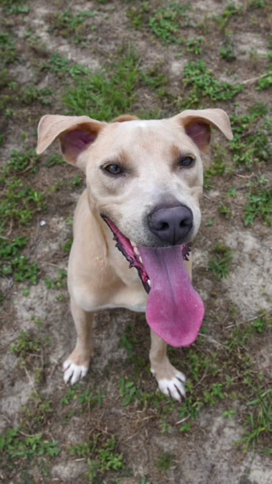 Post 10 by Walton County Animal Services on TikTok (video)