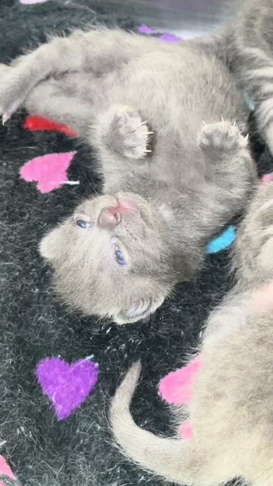 Post 3 by Walton County Animal Services on TikTok (video)
