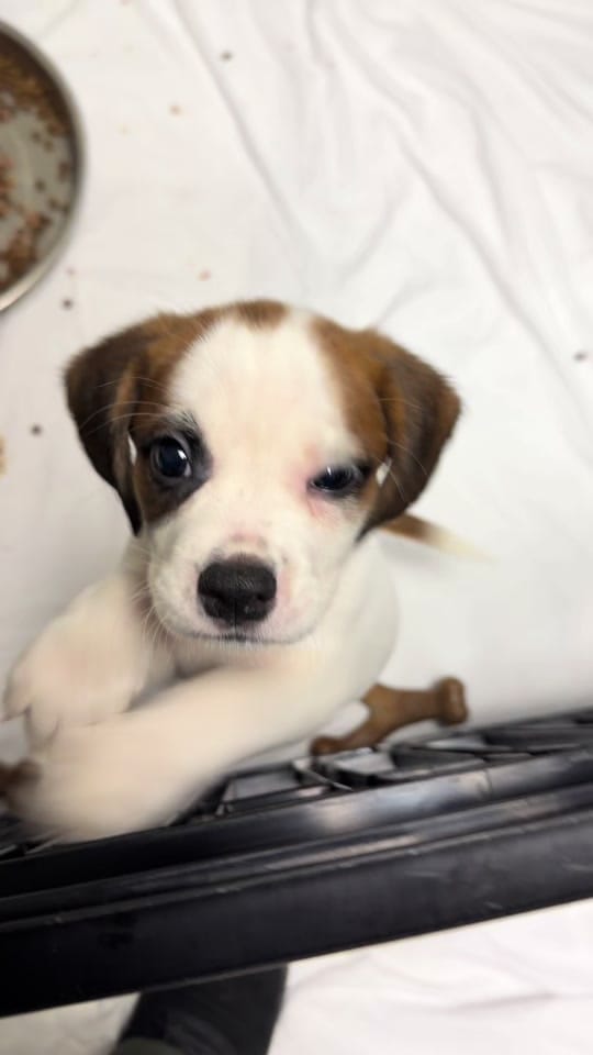 Post 5 by Walton County Animal Services on TikTok (video)