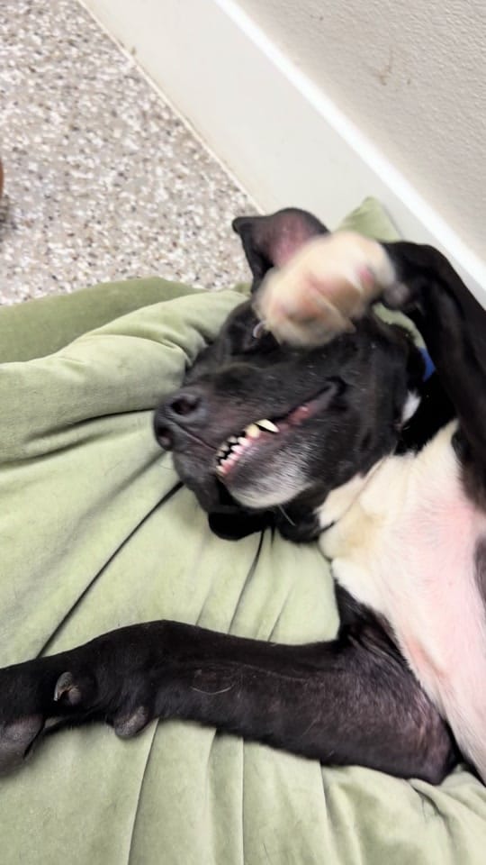 Post 1 by Walton County Animal Services on TikTok (video)