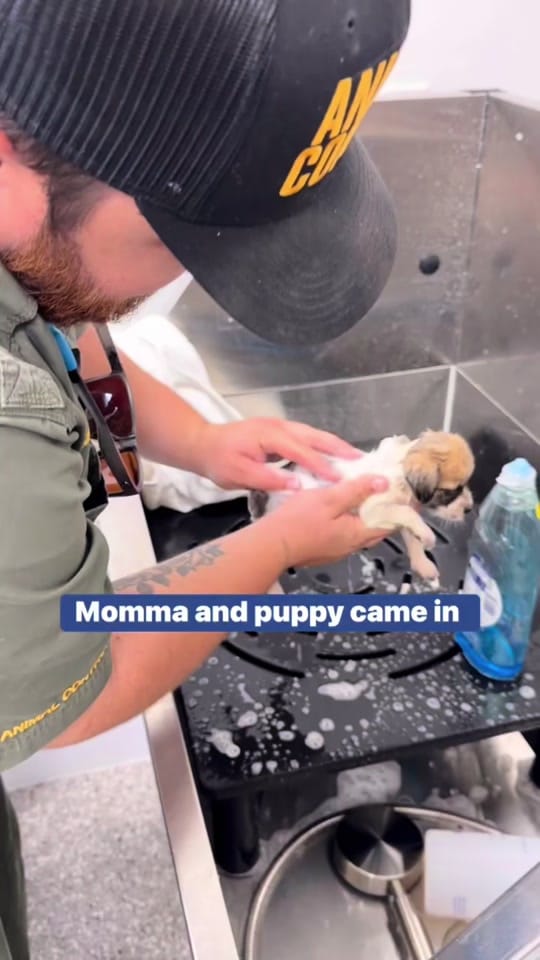 Post 7 by Walton County Animal Services on TikTok (video)