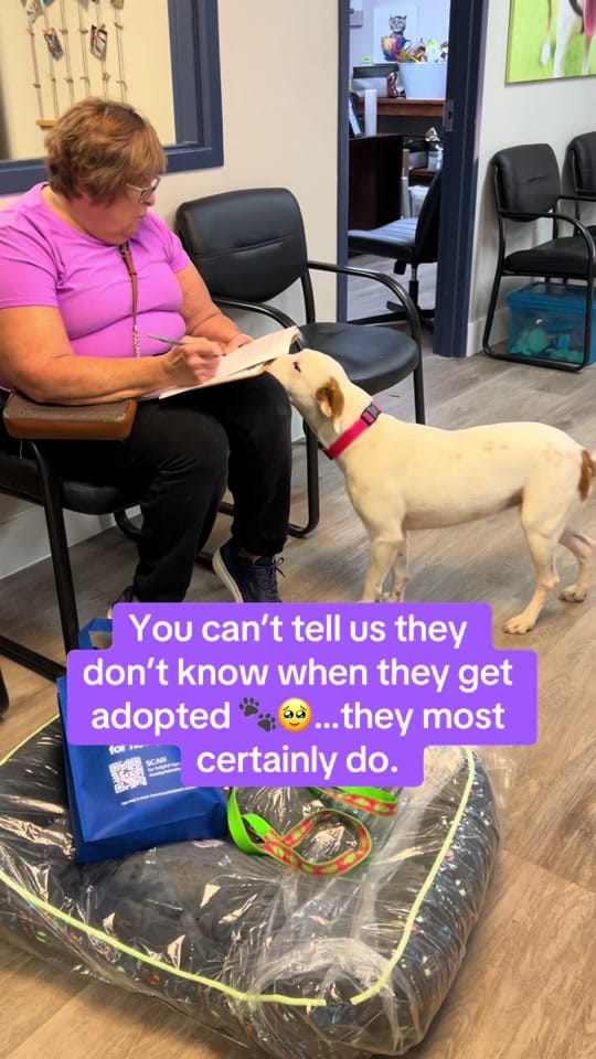 Post 8 by Walton County Animal Services on TikTok (video)